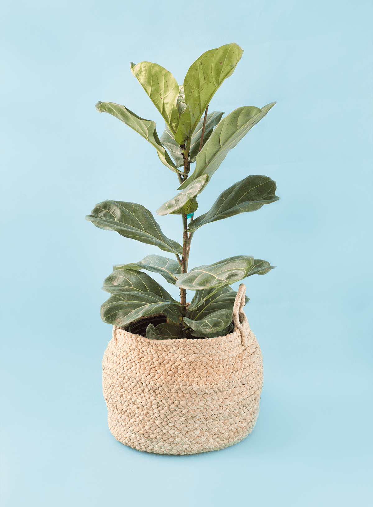 Small Braided Raffia Basket Natural